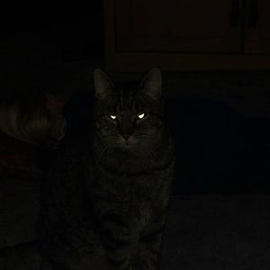 Meet your Posher, Frank